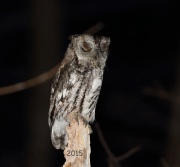 6S3A5516Eastern_Screech_Owl copy