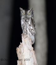 6S3A5538Eastern_Screech_Owl copy