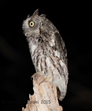 6S3A5553Eastern_Screech_Owl copy