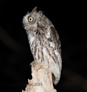 6S3A5554Eastern_Screech_Owl copy
