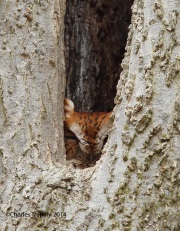 6s3a2005easternscreechowl_redmorph