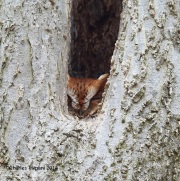 6s3a2115easternscreechowl_redmorph