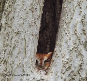 6s3a2125easternscreechowl_redmorph