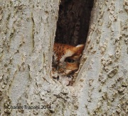6s3a2150easternscreechowl_redmorph