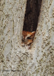 6s3a2153easternscreechowl_redmorph