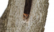 6s3a2164easternscreechowl_redmorph
