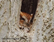 6s3a2164easternscreechowl_redmorph_zoom