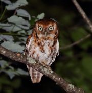 6s3a8345easternscreechowl_red