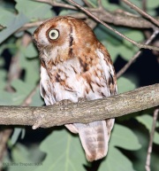 6s3a8348easternscreechowl_red