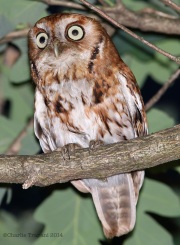 6s3a8350easternscreechowl_red
