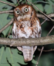6s3a8357easternscreechowl_red