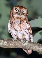 6s3a8376easternscreechowl_red