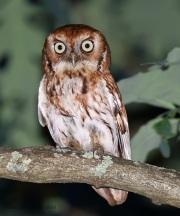 6s3a8377easternscreechowl_red