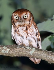 6s3a8379easternscreechowl_red