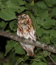 6s3a8398easternscreechowl_red