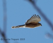 6S3A2312Sharp-Shinned_Hawk