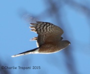 6S3A2313Sharp-Shinned_Hawk