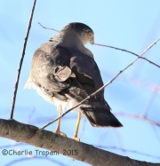 6S3A2372Sharp-Shinned_Hawk