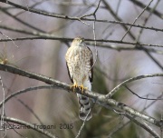 6S3A2568Sharp-Shinned_Hawk_Neffs_Area