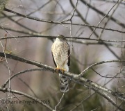 6S3A2571Sharp-Shinned_Hawk
