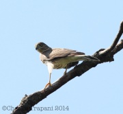 6S3A3516Sharp-Shinned_Hawk