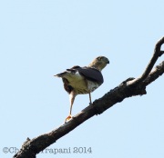 6S3A3520Sharp-Shinned_Hawk