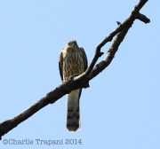 6S3A3523Sharp-Shinned_Hawk