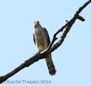 6S3A3527Sharp-Shinned_Hawk