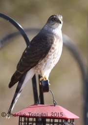 6S3A4144Sharp-Shinned_Hawk