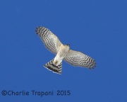 6S3A7811Sharp-Shinned_Hawk