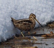 6S3A1380Wilson's_Snipe