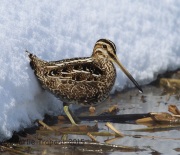 6S3A1387Wilson's_Snipe