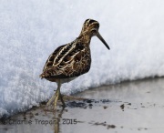 6S3A1398Wilson's_Snipe