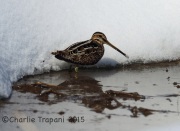 6S3A1415Wilson's_Snipe