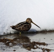 6S3A1423Wilson's_Snipe