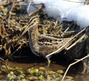 6S3A1454Wilson's_Snipe