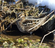 6S3A1462Wilson's_Snipe