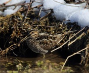6S3A1489Wilson's_Snipe