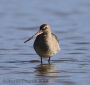 6S3A3991Hudsonian_Godwit