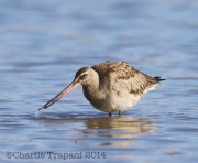 6S3A3999Hudsonian_Godwit