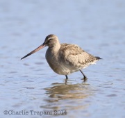 6S3A4020Hudsonian_Godwit