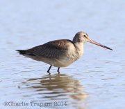 6S3A4037Hudsonian_Godwit