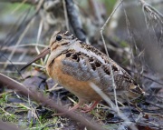 6S3A4520American_Woodcock