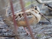 6S3A4532American_Woodcock