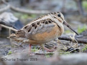 6S3A4541American_Woodcock