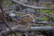 6S3A4545American_Woodcock