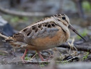 6S3A4545American_Woodcock_Crop