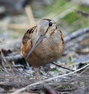 6S3A4559American_Woodcock