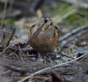 6S3A4562American_Woodcock