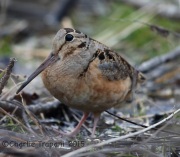 6S3A4567American_Woodcock
